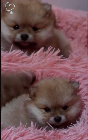 şotland pişiyi bala: Şpitz, 2 ay — 1