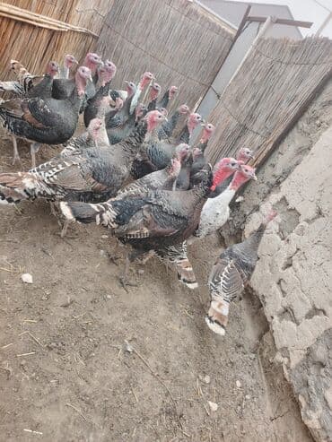 Salam aleykum Bu ilki hinduskalardir kentde yetisdirilib tebii — 4