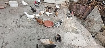 bantam: Toyuq, Damazlıq — 10
