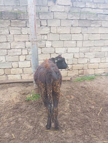 Dana, buzov: Disi yemde olan heyvandi 8ayliq disi dana — 2