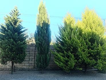 tuya agaci: Thuja (evergreen dekorativ ağac) - Növ: Thuja/ardıc tipli həmişəyaşıl — 3
