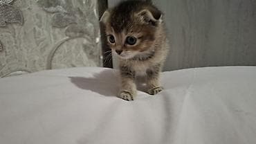 Heyvanlar üçün mallar: Britain Şotland Bala Pişikler Satılır! 5 denedir 1ay 10gunluy — 7