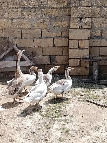 simmental inək cinsi: Erkek 50 azn disiler 35 azn 4 eded disidir. disiler 11 aylıqdı. Qazlar — 5