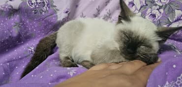 pişiyi: Siam, Erkək, Yaxşı əllərə, Ünvandan götürmə — 1