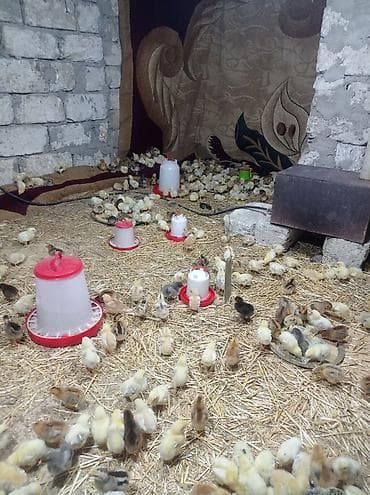 İtlər: Toyuq cücələri, Damazlıq — 1