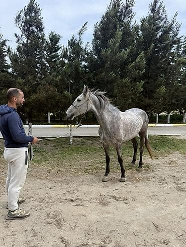 cuce ve xoruz: Boz rəngli at – elegan quruluşlu, zərif başlı, uzun boyunlu və — 2