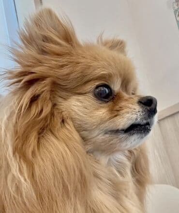 Audi: Шпиц — 1