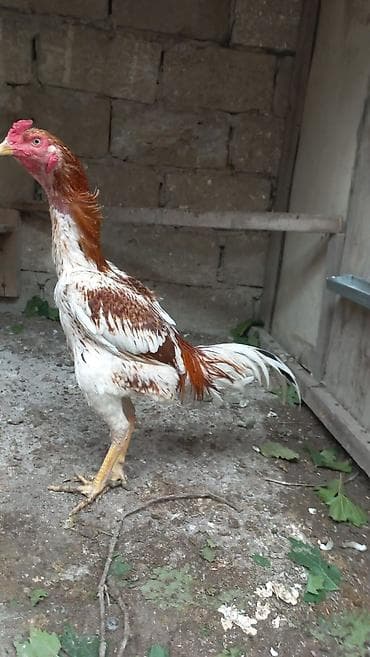Aseel tipli xoruz 8 aylıqdı təmiz Qandı hələ banlamaxa başlamayıb — 8