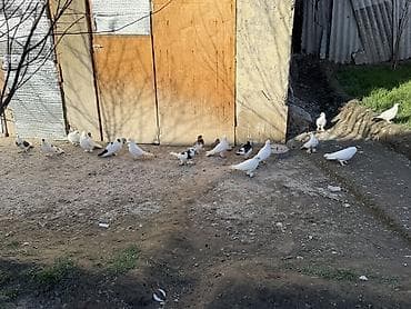 sumqayıt göyərçin: Sade ve dekorativ goyercinler satilir cut ya optom ciddi alicilar — 5