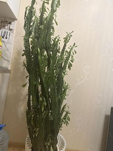 Euphorbia Trigona (Afrika süd ağacı) – iri otaq bitkisi - Növ