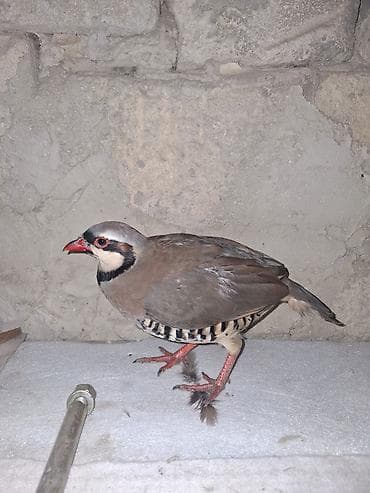 dönər əti: Məhsul: Dağ kekliyi (Alectoris chukar) Təsvir: - Fotolarda gördüyünüz — 5