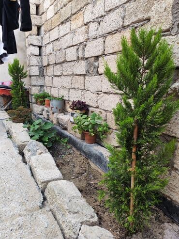 torpaq ev alqi satqisi: Satılır: həyət evi 7daş kursulu padvali var 1ton su ceni su matoru — 4