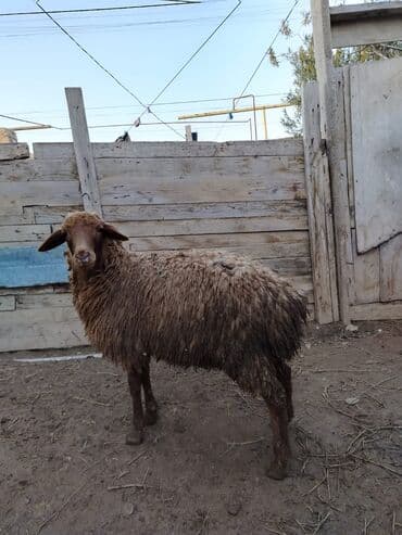 Inəklər, öküzlər: Quzular satilir — 5