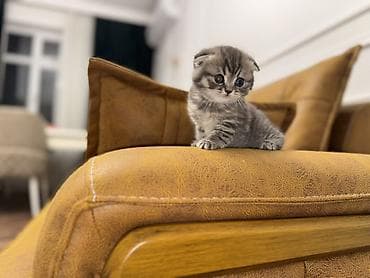 Pişiklər: Britan — 5