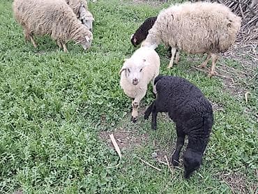 balaca heyvanlar: Qoyun sürüsü - 7 bas qoyundu 5 i balalidi 2 side yetik bogaz buyne — 5