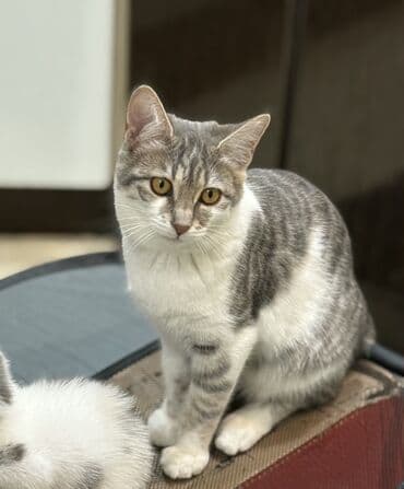 pisik almaq isteyirem: Dişi, Yaxşı əllərə — 1