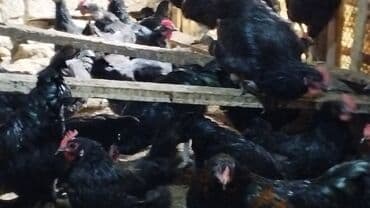 sultan toyuqlar: Toyuq, Australorp, Damazlıq, Ünvandan götürmə — 3