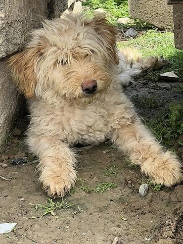 7 ay, Dişi, Peyvəndli