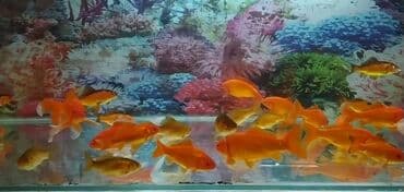 Pişiklər: Qızıl balıqlar böyük ölçüdə — 4