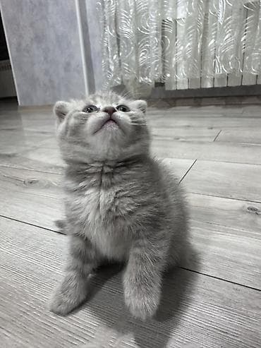 cins xoruz: Şotland — 4