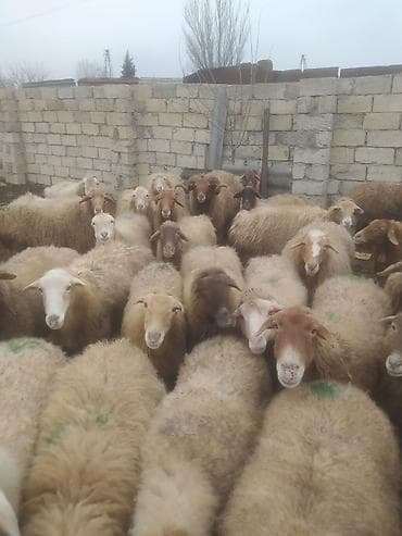 Птицы: Бараны, овцы — 2