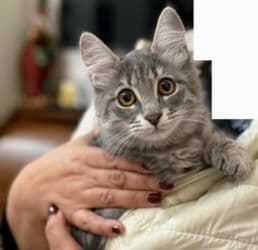 котенок в добрые руки: Dişi, Yaxşı əllərə — 1