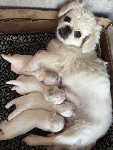 мейн кун купить в баку: Pekines, Ünvandan götürmə — 7