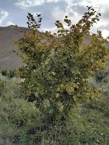 baki bina evi: 100 sot, Kənd təsərrüfatı, Mülkiyyətçi, Kupça (Çıxarış) — 6