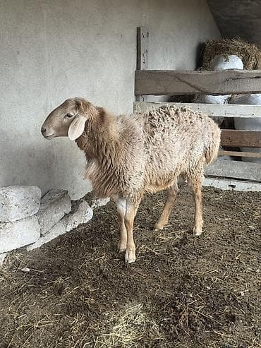 qoyun ucuz: Qoyun – ət və damazlıq üçün - Cins tipi: QISSAR uzunqulaq, - Rəng — 2