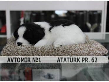 qubada ucuz avtomabiller: Dekorativ panel ortuyu i̇t 🚙🚒 ünvana və bölgələrə ödənişli — 1