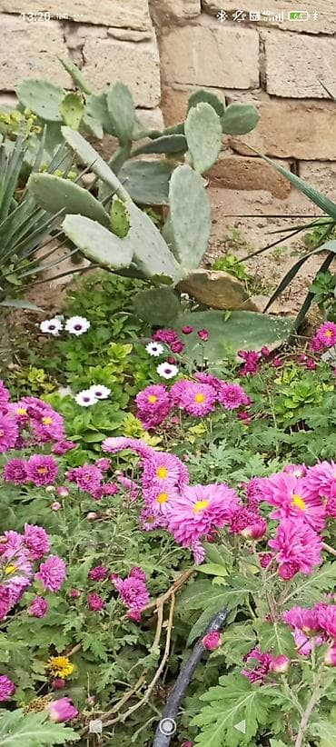 Çöl bitkiləri: Payızgülü (Chrysanthemum coronarium) – dekorativ, yeməli yarpaqlı və — 5