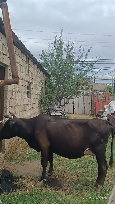 С/х животные и товары: Birinin qiyməti 1700 Ağ rəngli, qısa buynuzlu inək - Tip: Yerli — 9