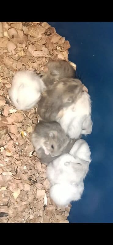 дом для кошек: Табби, В добрые руки — 1