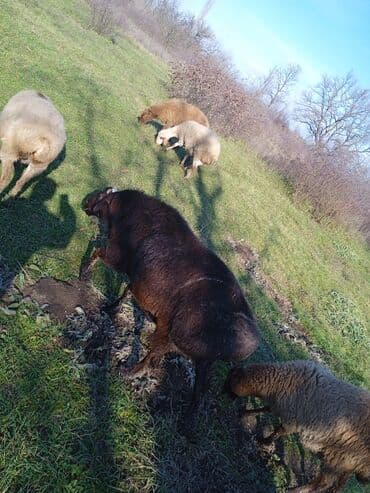 cins ineklerin qiymeti: İKİ YAŞ YARİMLİQ. Diri çəkisi 100 kq.TAM SAQLAM. QOYUN SURMEYNE SOZ — 4