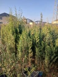 sumax ağacı: Şam ağacları — 3