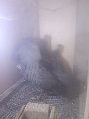 ordek satisi: Для мяса — 2