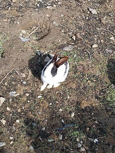 Ağ-qara rəngli rex tipli ev dovşanları - Cins: qarışıq yerli ət-yun