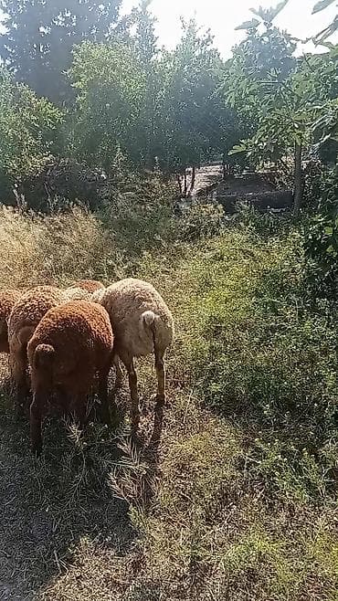 itlerin satisi bakida: 5 başdi 3 erkeydi 2si dişi 190 deylir riyal alcyla razlşacam ciddi — 2
