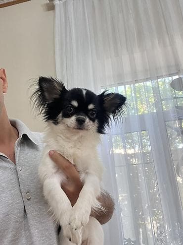 Heyvanlar: Çixuahua, 9 ay, Erkek, Peyvəndli, Ödənişli çatdırılma — 4