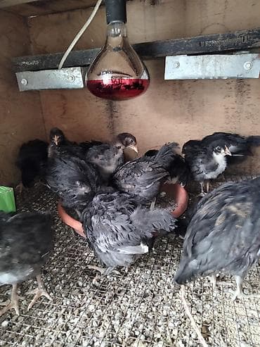 dekorativ quslar: Toyuq cücələri, Ətlik — 2