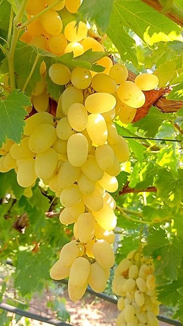 kala bitkisi: Üzüm tingləri satılır 070 2223552 zəng və vatsap. Tinglər dipçəkli və — 2