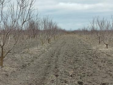 kiraye ile satilan evler: 100 sot, Kənd təsərrüfatı, Mülkiyyətçi, Kupça (Çıxarış) — 1