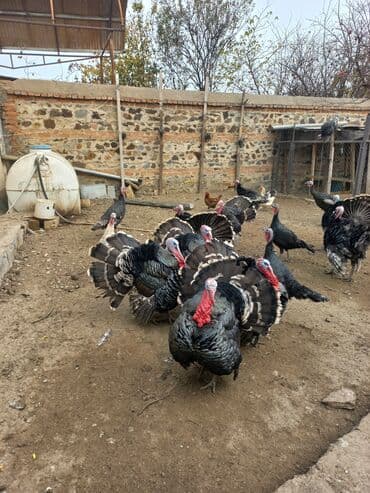 heyvan bazari inekler: Dişi, Ətlik, Ünvandan götürmə — 5