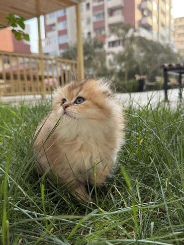 pişiklərin qiyməti: Qızıl şinşilla, Dişi — 5