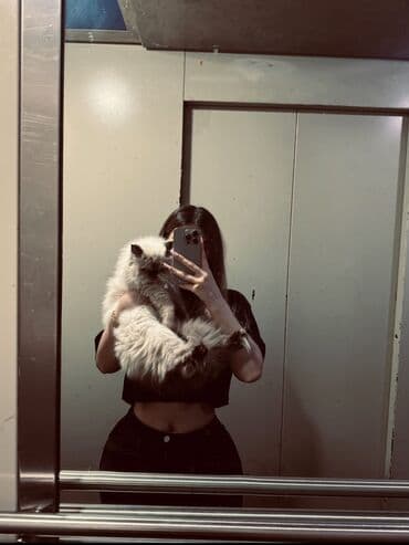 van pişiyi qiymeti: Fars, Dişi, Yaxşı əllərə, Ünvandan götürmə — 1