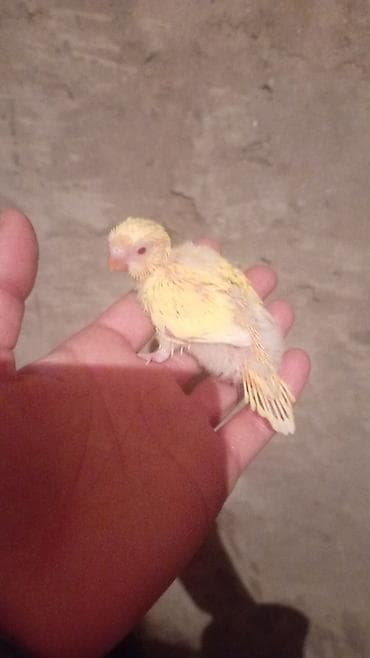 Digər quşlar: Məhsul: Dalğalı tutuquşu (bazarık/parakeet) cütü Təsvir: - Rənglər — 7