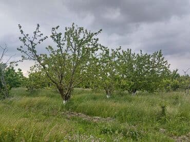 tuya ağacı yağı: 2 hektar 79 sot Məhsul: Gilas bağı Xaçmaz Rahimoba yolunda Asvaltdan — 9