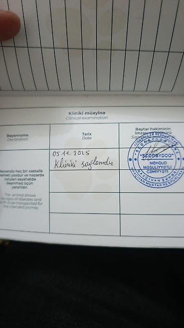 cins xoruz: Peyvəndli — 6