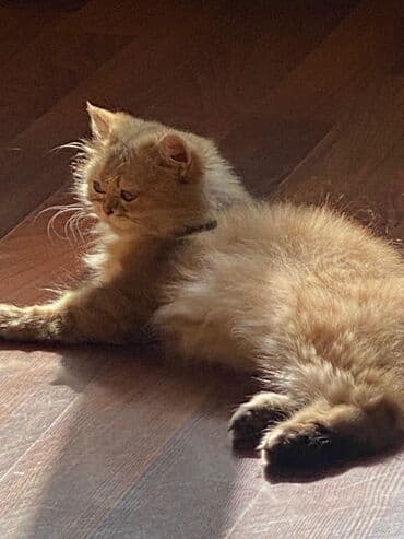 heyvanlar cütləşməsi: Şinşilla — 25