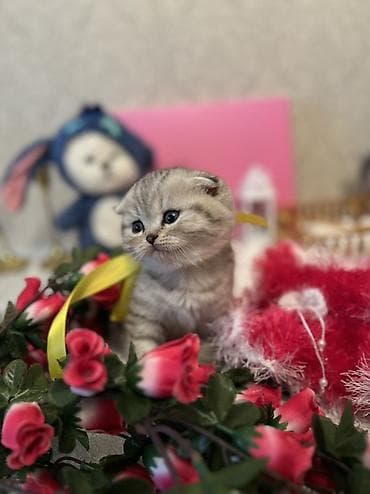 yorga at satilir: Şotland — 6